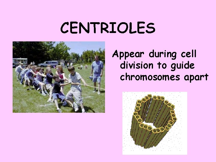 CENTRIOLES Appear during cell division to guide chromosomes apart 
