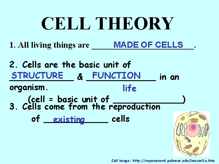 CELL THEORY 1. All living things are ____________. MADE OF CELLS 2. Cells are
