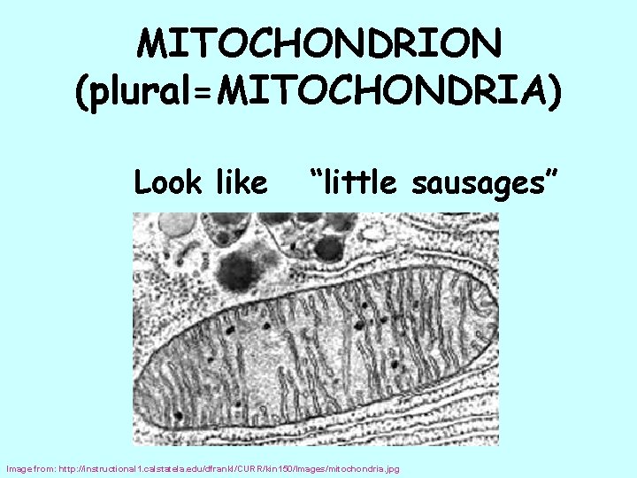 MITOCHONDRION (plural=MITOCHONDRIA) Look like “little sausages” Image from: http: //instructional 1. calstatela. edu/dfrankl/CURR/kin 150/Images/mitochondria.