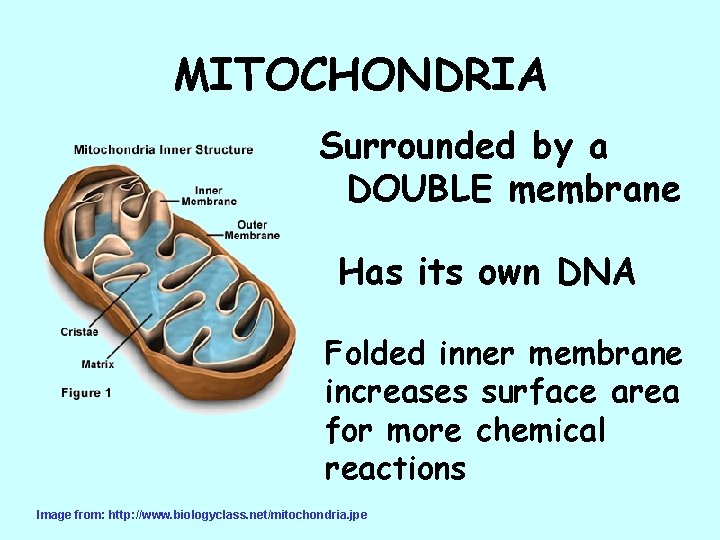 MITOCHONDRIA Surrounded by a DOUBLE membrane Has its own DNA Folded inner membrane increases