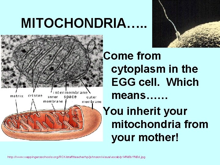 MITOCHONDRIA…. . Come from cytoplasm in the EGG cell. Which means…… You inherit your