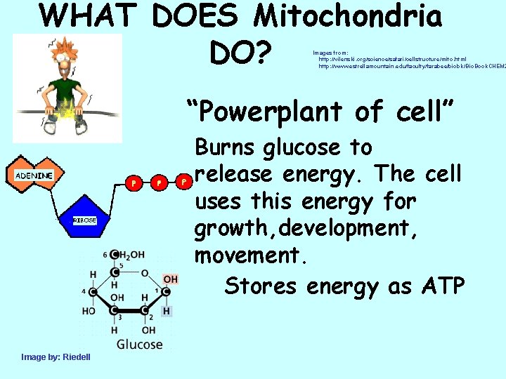 WHAT DOES Mitochondria DO? Images from: http: //vilenski. org/science/safari/cellstructure/mito. html http: //www. estrellamountain. edu/faculty/farabee/biobk/Bio.