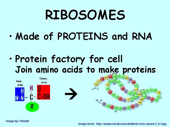 RIBOSOMES • Made of PROTEINS and RNA • Protein factory for cell Join amino