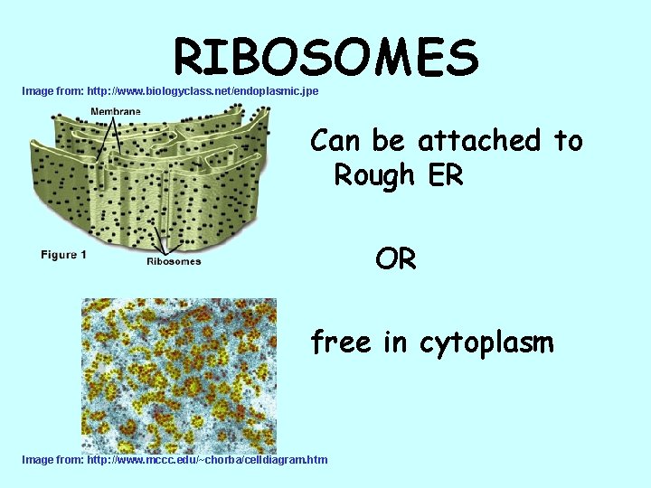 RIBOSOMES Image from: http: //www. biologyclass. net/endoplasmic. jpe Can be attached to Rough ER