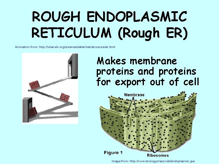 ROUGH ENDOPLASMIC RETICULUM (Rough ER) Animation from: http: //vilenski. org/science/safari/cellstructure/er. html Makes membrane proteins