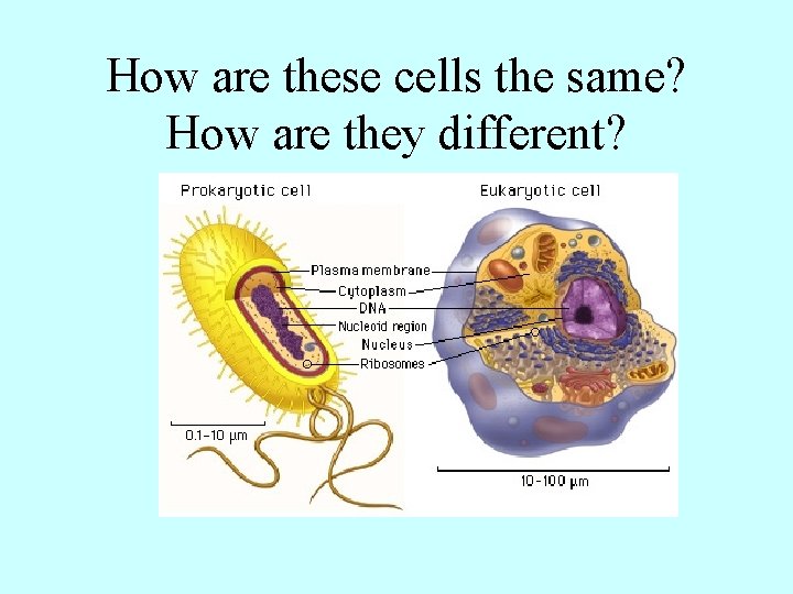 How are these cells the same? How are they different? 