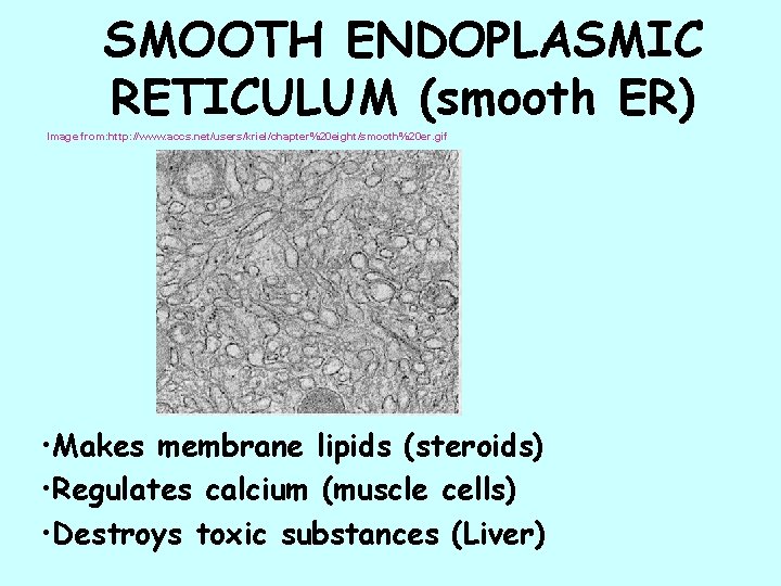 SMOOTH ENDOPLASMIC RETICULUM (smooth ER) Image from: http: //www. accs. net/users/kriel/chapter%20 eight/smooth%20 er. gif