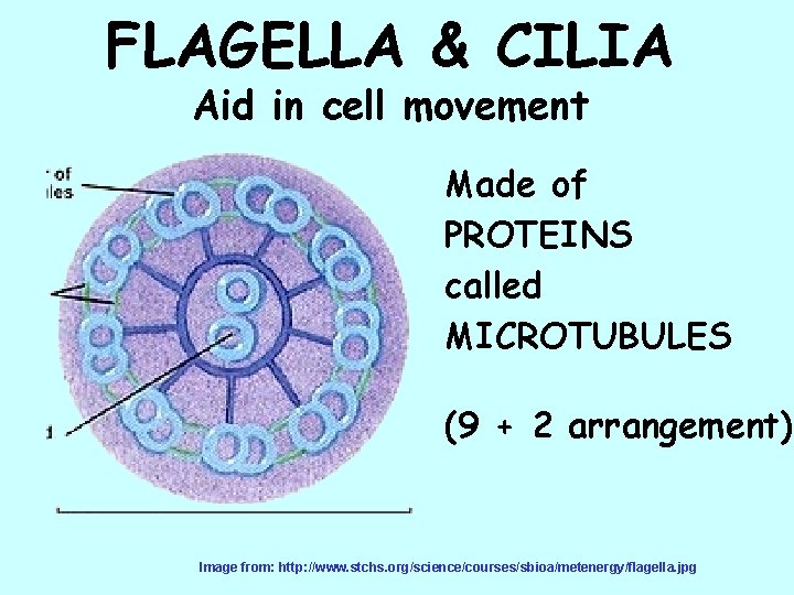 FLAGELLA & CILIA Aid in cell movement Made of PROTEINS called MICROTUBULES (9 +