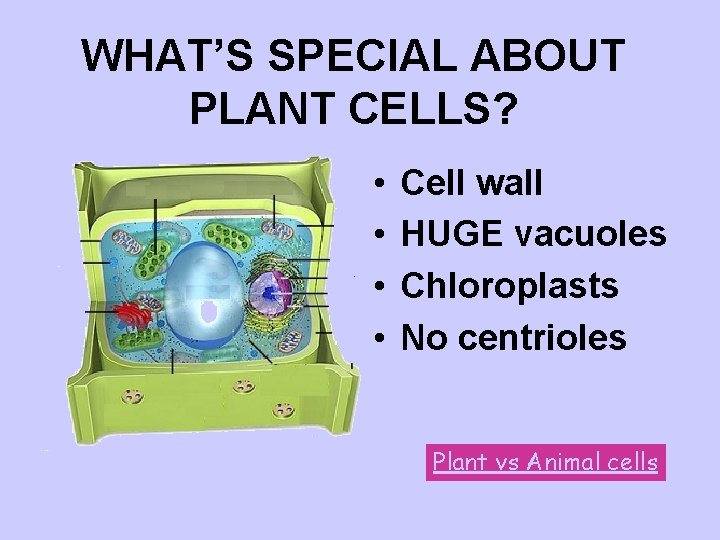 WHAT’S SPECIAL ABOUT PLANT CELLS? • • Cell wall HUGE vacuoles Chloroplasts No centrioles