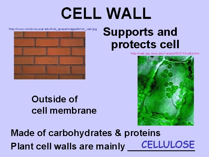 CELL WALL http: //www. windows. ucar. edu/kids_space/images/brick_wall. jpg Supports and protects cell http: //web.