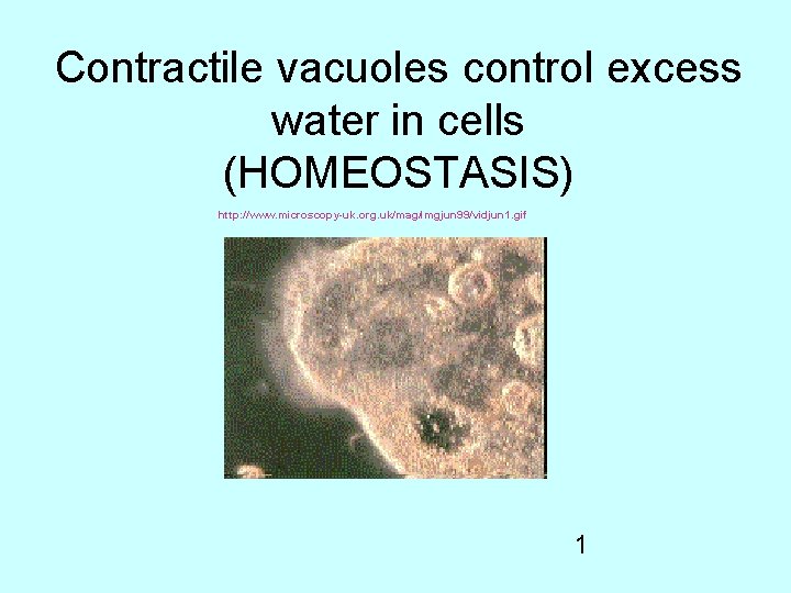 Contractile vacuoles control excess water in cells (HOMEOSTASIS) http: //www. microscopy-uk. org. uk/mag/imgjun 99/vidjun