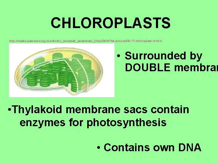 CHLOROPLASTS http: //media. pearsoncmg. com/bc/bc_campbell_essentials_2/cipl/04/HTML/source/04 -17 -chloroplast-nl. htm • Surrounded by DOUBLE membran •