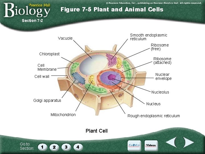 Figure 7 -5 Plant and Animal Cells Section 7 -2 Smooth endoplasmic reticulum Vacuole