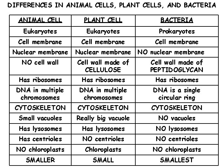 DIFFERENCES IN ANIMAL CELLS, PLANT CELLS, AND BACTERIA ANIMAL CELL PLANT CELL BACTERIA Eukaryotes