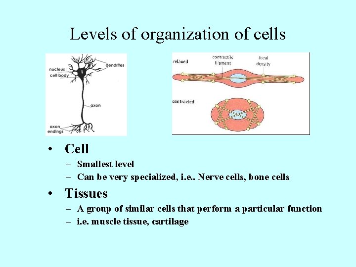 Levels of organization of cells • Cell – Smallest level – Can be very