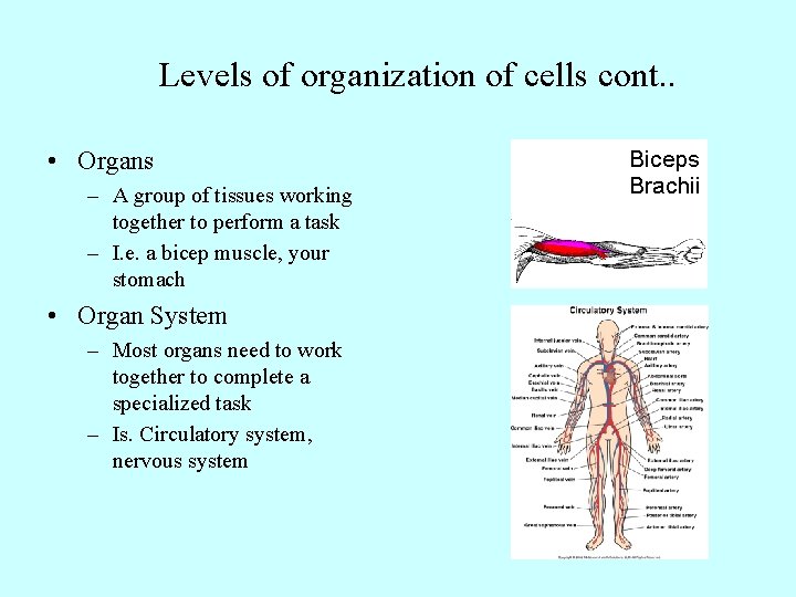 Levels of organization of cells cont. . • Organs – A group of tissues