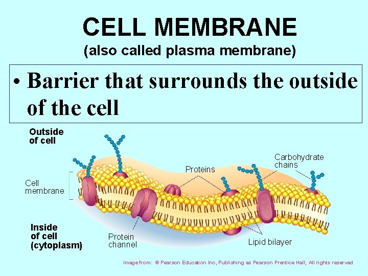 CELL MEMBRANE (also called plasma membrane) • Barrier that surrounds the outside of the