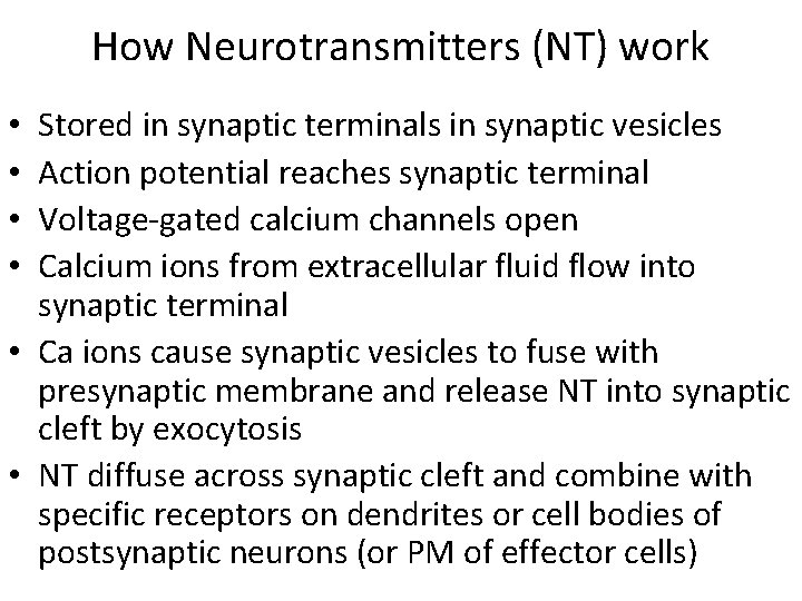 How Neurotransmitters (NT) work Stored in synaptic terminals in synaptic vesicles Action potential reaches