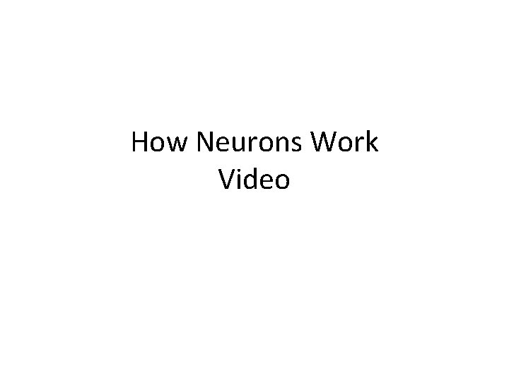 How Neurons Work Video 