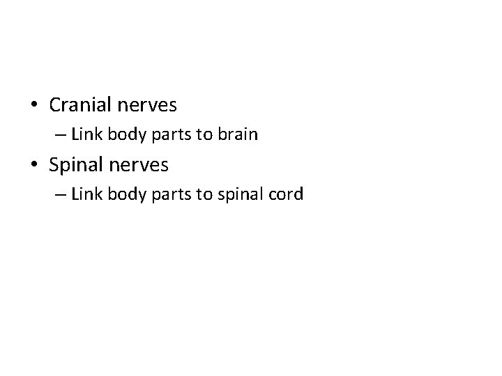  • Cranial nerves – Link body parts to brain • Spinal nerves –