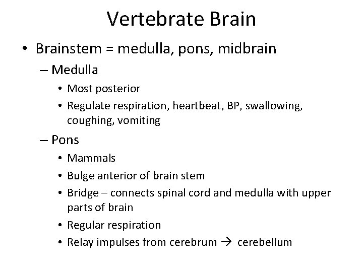 Vertebrate Brain • Brainstem = medulla, pons, midbrain – Medulla • Most posterior •