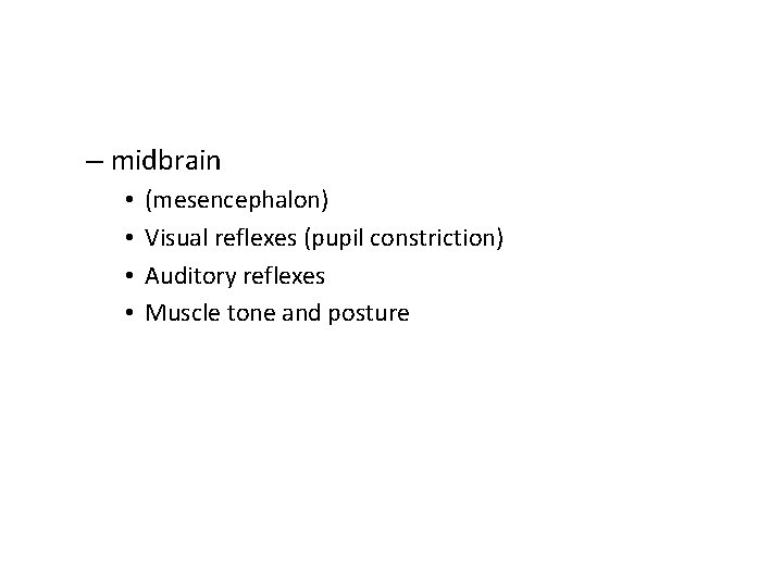 – midbrain • • (mesencephalon) Visual reflexes (pupil constriction) Auditory reflexes Muscle tone and