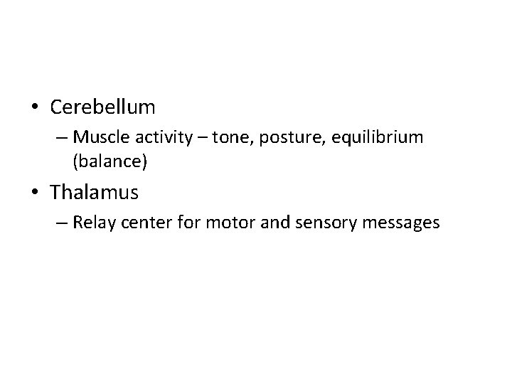  • Cerebellum – Muscle activity – tone, posture, equilibrium (balance) • Thalamus –