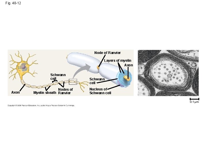 Fig. 48 -12 Node of Ranvier Layers of myelin Axon Schwann cell Axon Nodes