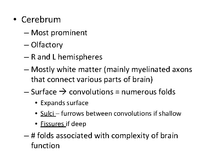  • Cerebrum – Most prominent – Olfactory – R and L hemispheres –