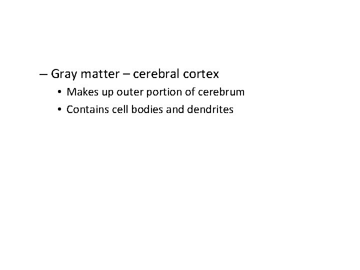 – Gray matter – cerebral cortex • Makes up outer portion of cerebrum •