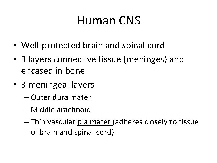 Human CNS • Well-protected brain and spinal cord • 3 layers connective tissue (meninges)