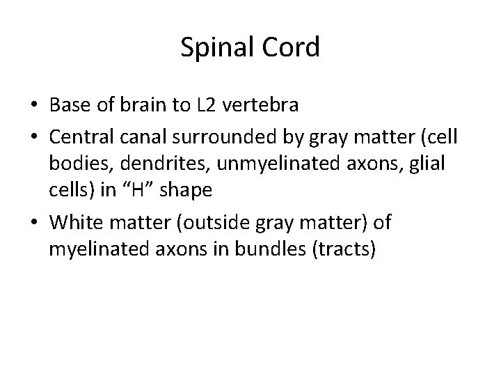 Spinal Cord • Base of brain to L 2 vertebra • Central canal surrounded