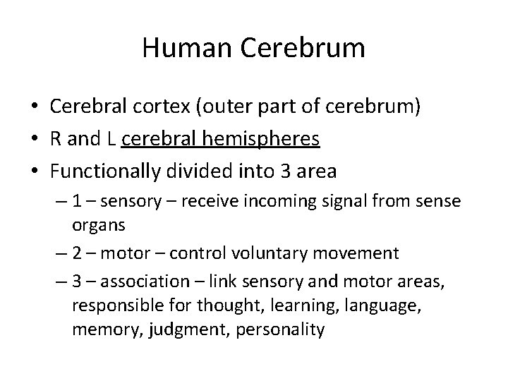 Human Cerebrum • Cerebral cortex (outer part of cerebrum) • R and L cerebral