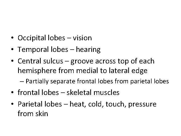  • Occipital lobes – vision • Temporal lobes – hearing • Central sulcus