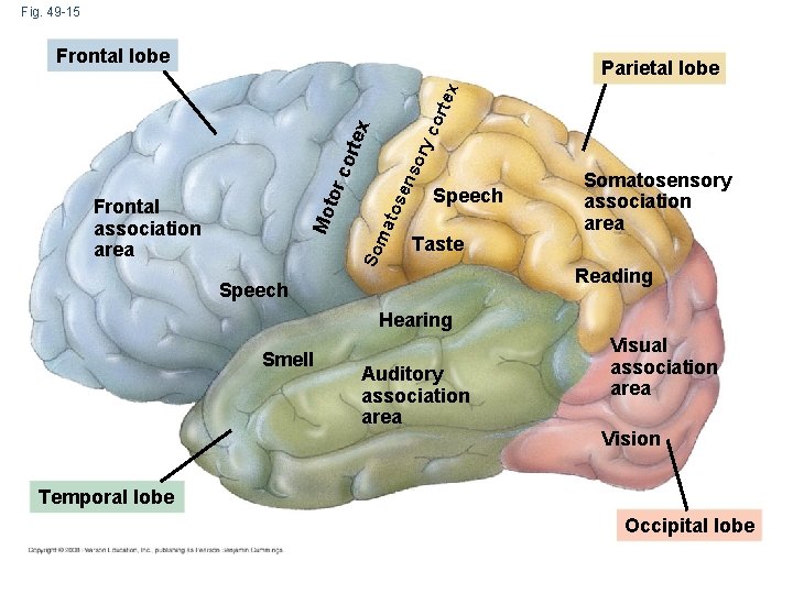 Fig. 49 -15 Frontal lobe ens o tos So Mo Frontal association area ma