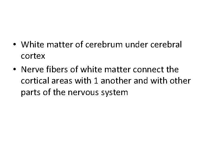  • White matter of cerebrum under cerebral cortex • Nerve fibers of white