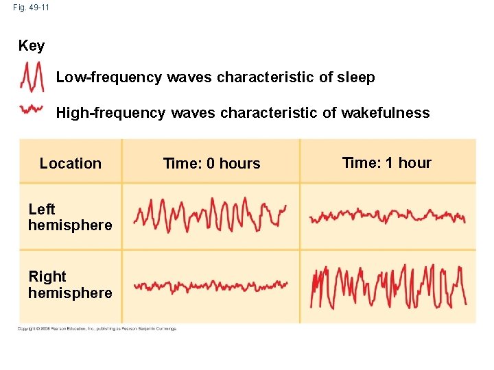 Fig. 49 -11 Key Low-frequency waves characteristic of sleep High-frequency waves characteristic of wakefulness