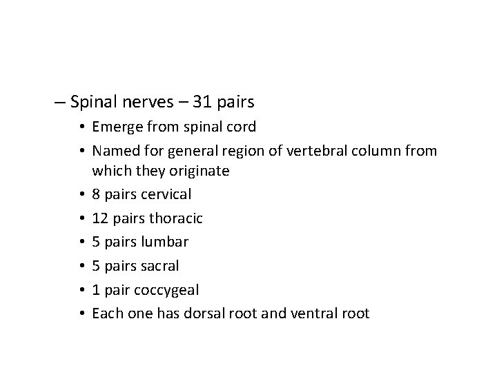 – Spinal nerves – 31 pairs • Emerge from spinal cord • Named for