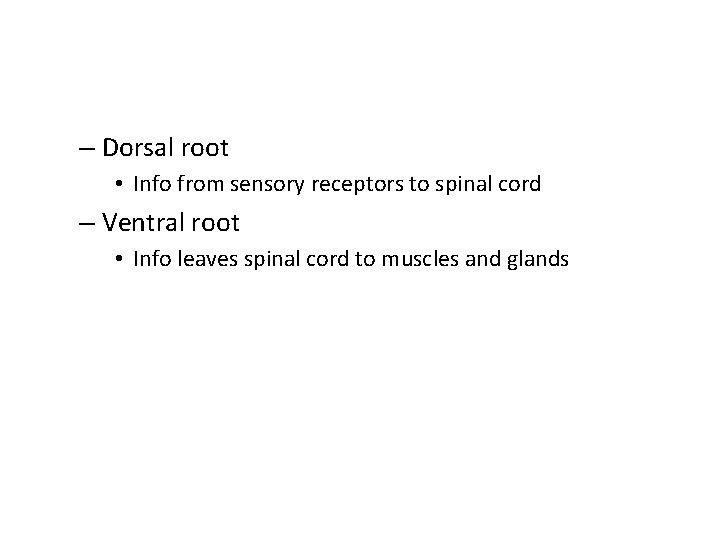 – Dorsal root • Info from sensory receptors to spinal cord – Ventral root