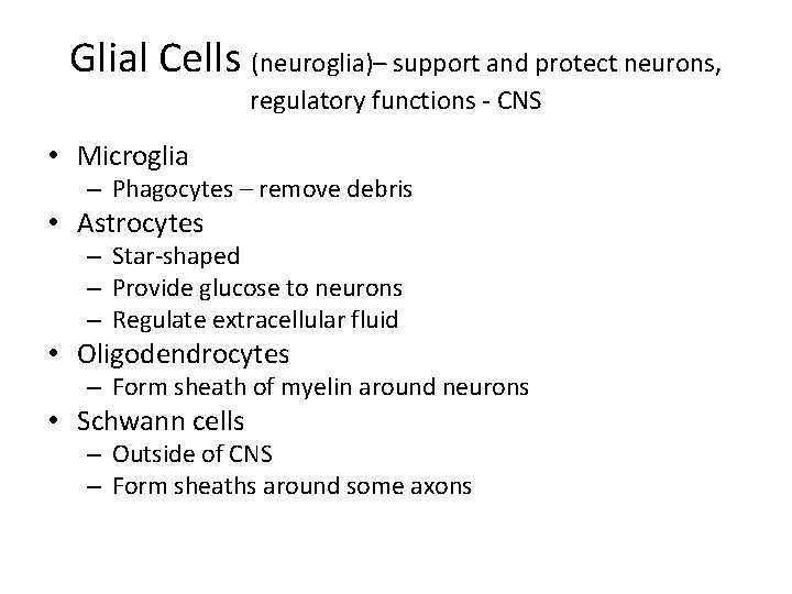 Glial Cells (neuroglia)– support and protect neurons, regulatory functions - CNS • Microglia –