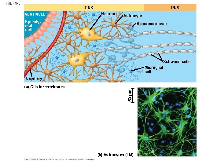 Fig. 49 -6 PNS CNS VENTRICLE Neuron Astrocyte Ependymal cell Oligodendrocyte Schwann cells Microglial