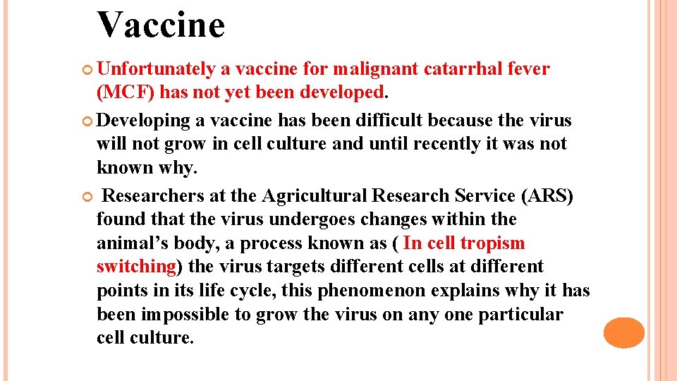 Vaccine Unfortunately a vaccine for malignant catarrhal fever (MCF) has not yet been developed.