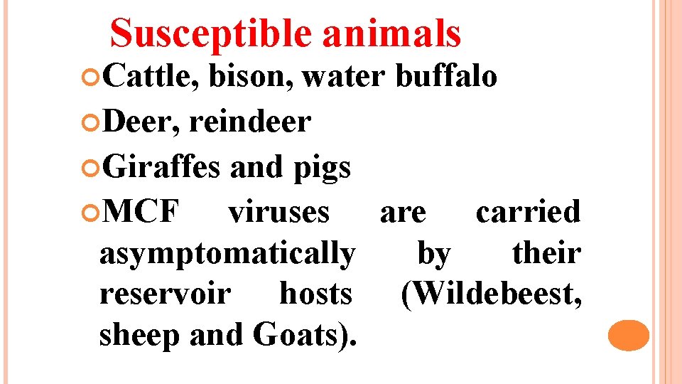 Susceptible animals Cattle, bison, water buffalo Deer, reindeer Giraffes and pigs MCF viruses are