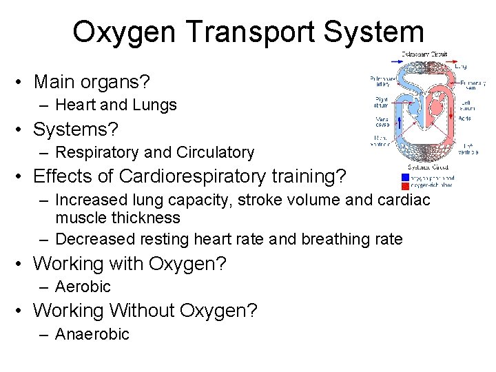 Oxygen Transport System • Main organs? – Heart and Lungs • Systems? – Respiratory