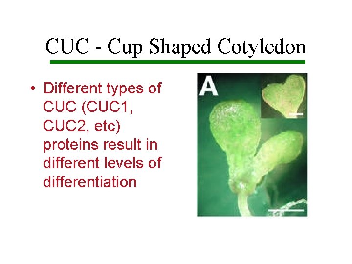 CUC - Cup Shaped Cotyledon • Different types of CUC (CUC 1, CUC 2,