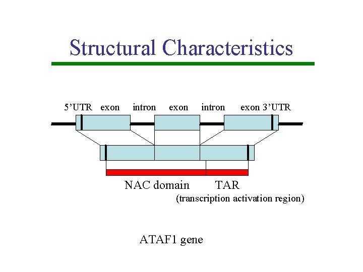 Structural Characteristics 5’UTR exon intron NAC domain exon 3’UTR TAR (transcription activation region) ATAF