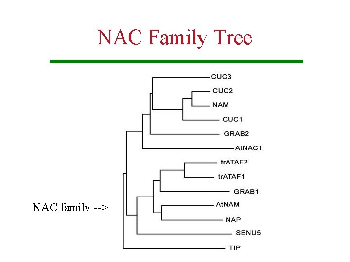 NAC Family Tree NAC family --> 