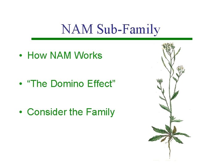 NAM Sub-Family • How NAM Works • “The Domino Effect” • Consider the Family