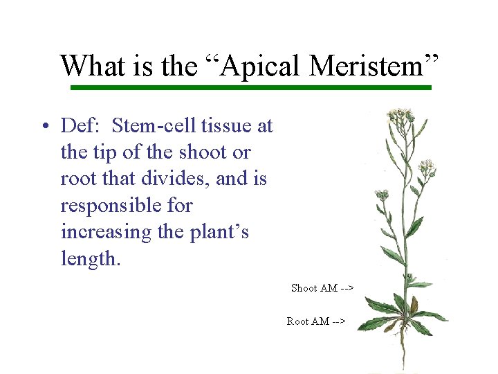 What is the “Apical Meristem” • Def: Stem-cell tissue at the tip of the