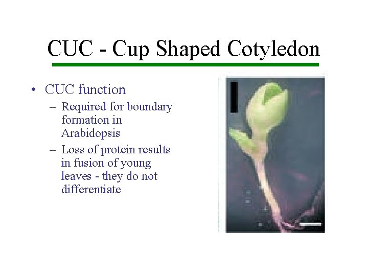 CUC - Cup Shaped Cotyledon • CUC function – Required for boundary formation in